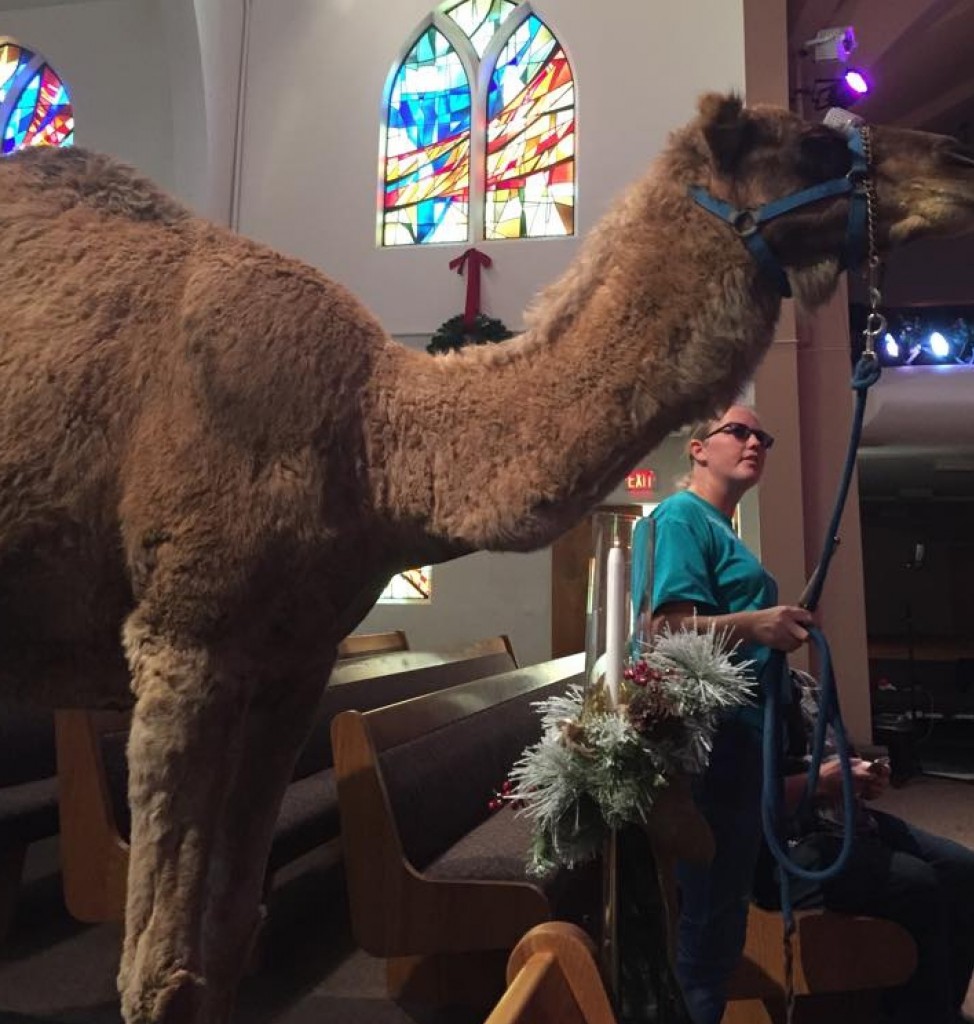 Abu the camel was an instant hit at La Sierra the minute he stepped into church...  Thanks to an anonymous LSU student for the picture.