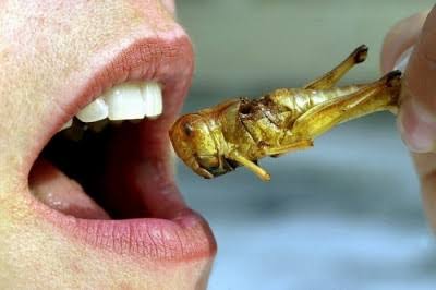 Loma Linda recommends locusts and honey “John the Baptist Diet”