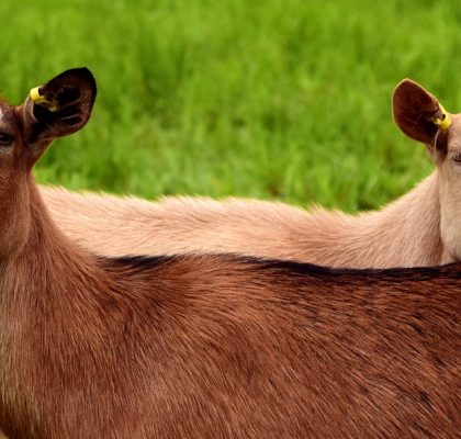ADRA Goats Way More Expensive Due to Inflation